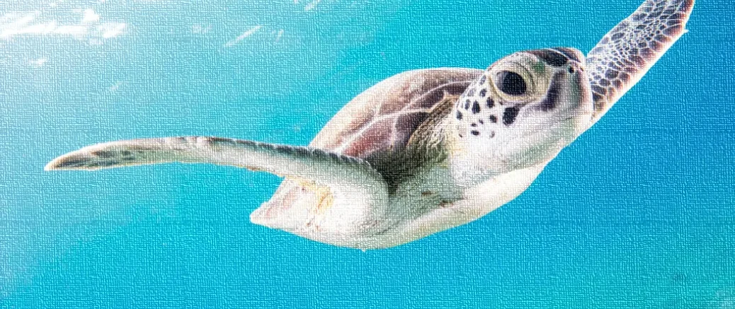 Trouble with turtles